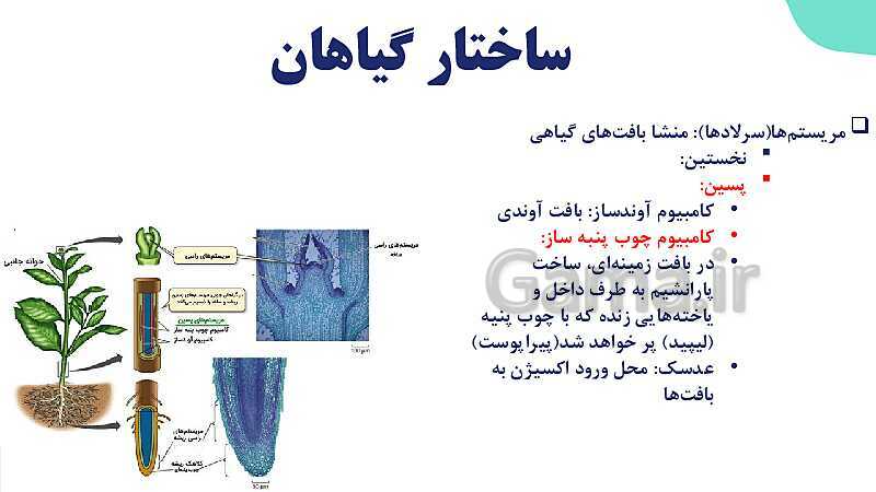 پاورپوینت گفتار 3 فصل 6 زیست دهم: ساختار گیاهان- پیش نمایش