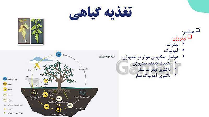 پاورپوینت گفتار 1 فصل 7 زیست دهم: تغذیه گیاهی- پیش نمایش