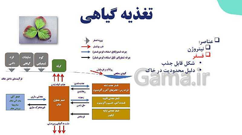 پاورپوینت گفتار 1 فصل 7 زیست دهم: تغذیه گیاهی- پیش نمایش