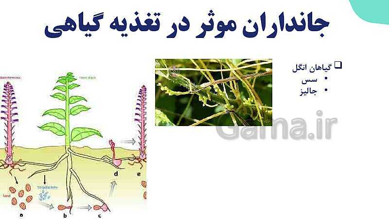 پاورپوینت گفتار 2 فصل 7 زیست دهم: جانداران مؤثر در تغذیه گیاهی- پیش نمایش