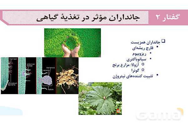 پاورپوینت گفتار 2 فصل 7 زیست دهم: جانداران مؤثر در تغذیه گیاهی- پیش نمایش