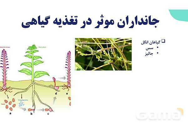 پاورپوینت گفتار 2 فصل 7 زیست دهم: جانداران مؤثر در تغذیه گیاهی- پیش نمایش