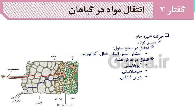 پاورپوینت گفتار 3 فصل 7 زیست دهم: انتقال مواد در گیاهان- پیش نمایش