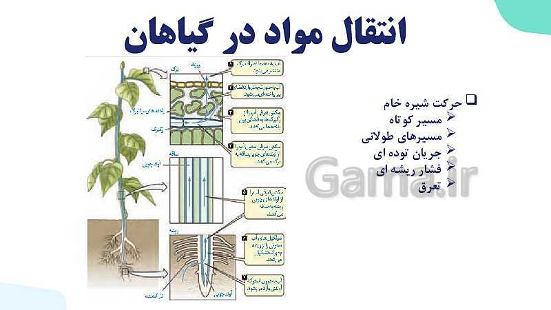 پاورپوینت گفتار 3 فصل 7 زیست دهم: انتقال مواد در گیاهان- پیش نمایش