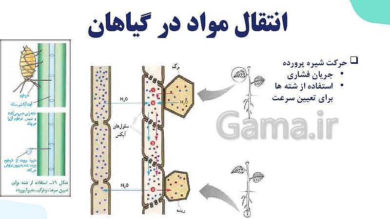 پاورپوینت گفتار 3 فصل 7 زیست دهم: انتقال مواد در گیاهان- پیش نمایش