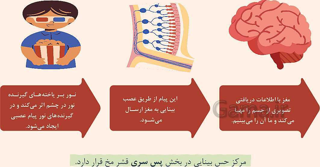 پاورپوینت آموزشی فصل 5: حس و حرکت | علوم هشتم- پیش نمایش