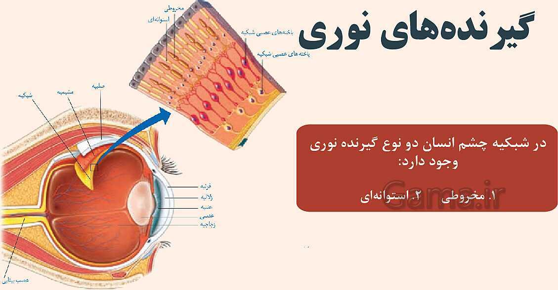 پاورپوینت آموزشی فصل 5: حس و حرکت | علوم هشتم- پیش نمایش