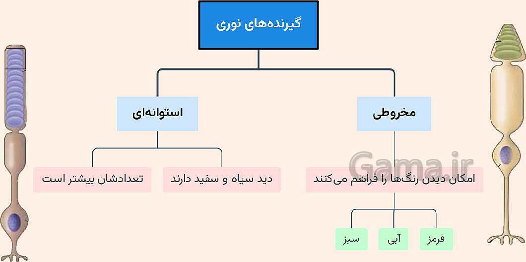 پاورپوینت آموزشی فصل 5: حس و حرکت | علوم هشتم- پیش نمایش