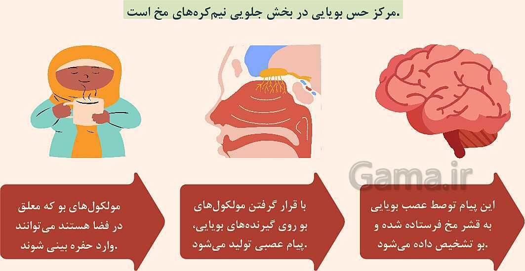 پاورپوینت آموزشی فصل 5: حس و حرکت | علوم هشتم- پیش نمایش