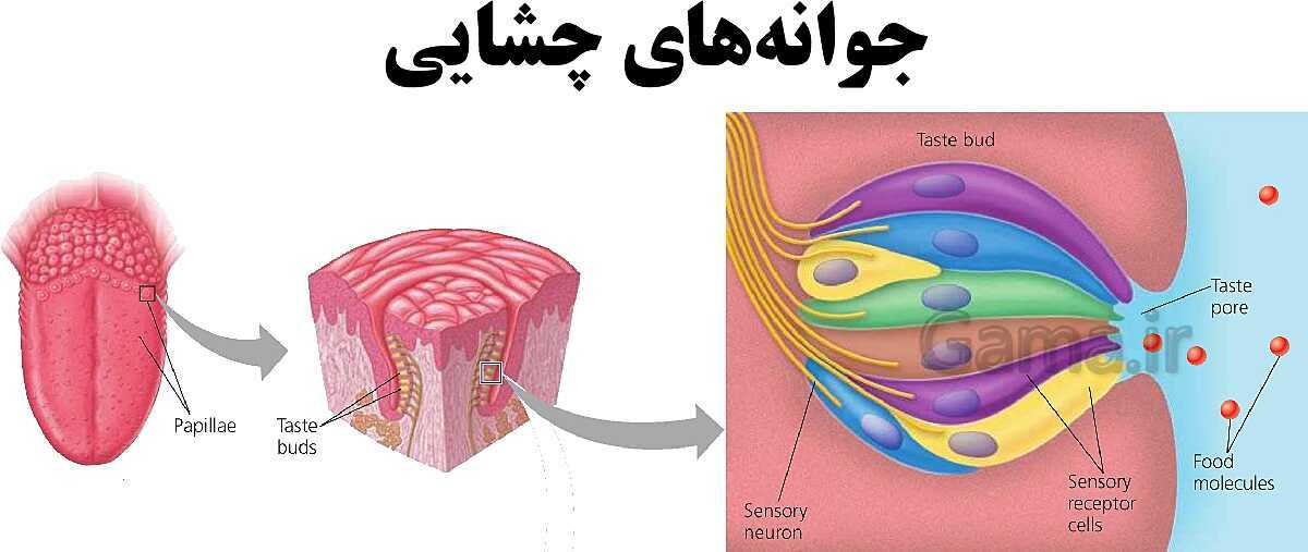 پاورپوینت آموزشی فصل 5: حس و حرکت | علوم هشتم- پیش نمایش