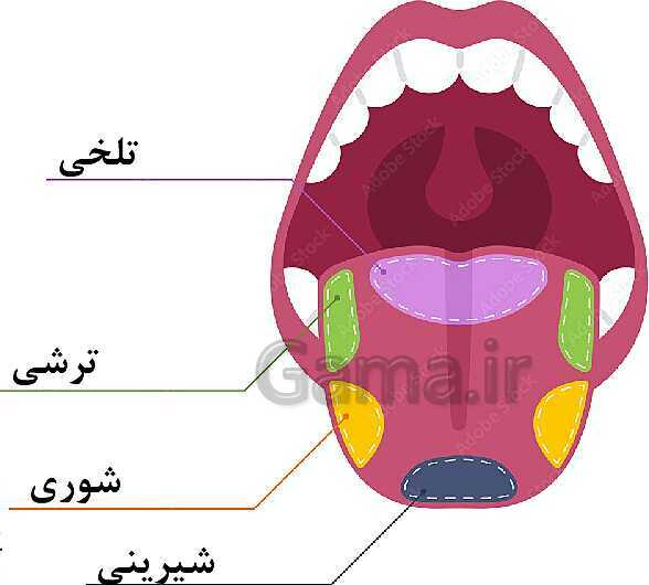 پاورپوینت آموزشی فصل 5: حس و حرکت | علوم هشتم- پیش نمایش