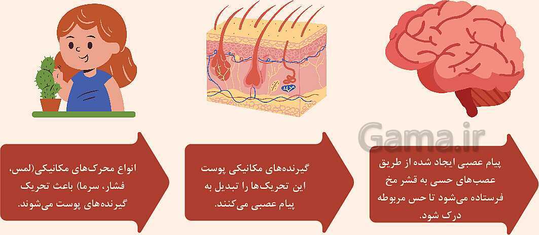 پاورپوینت آموزشی فصل 5: حس و حرکت | علوم هشتم- پیش نمایش