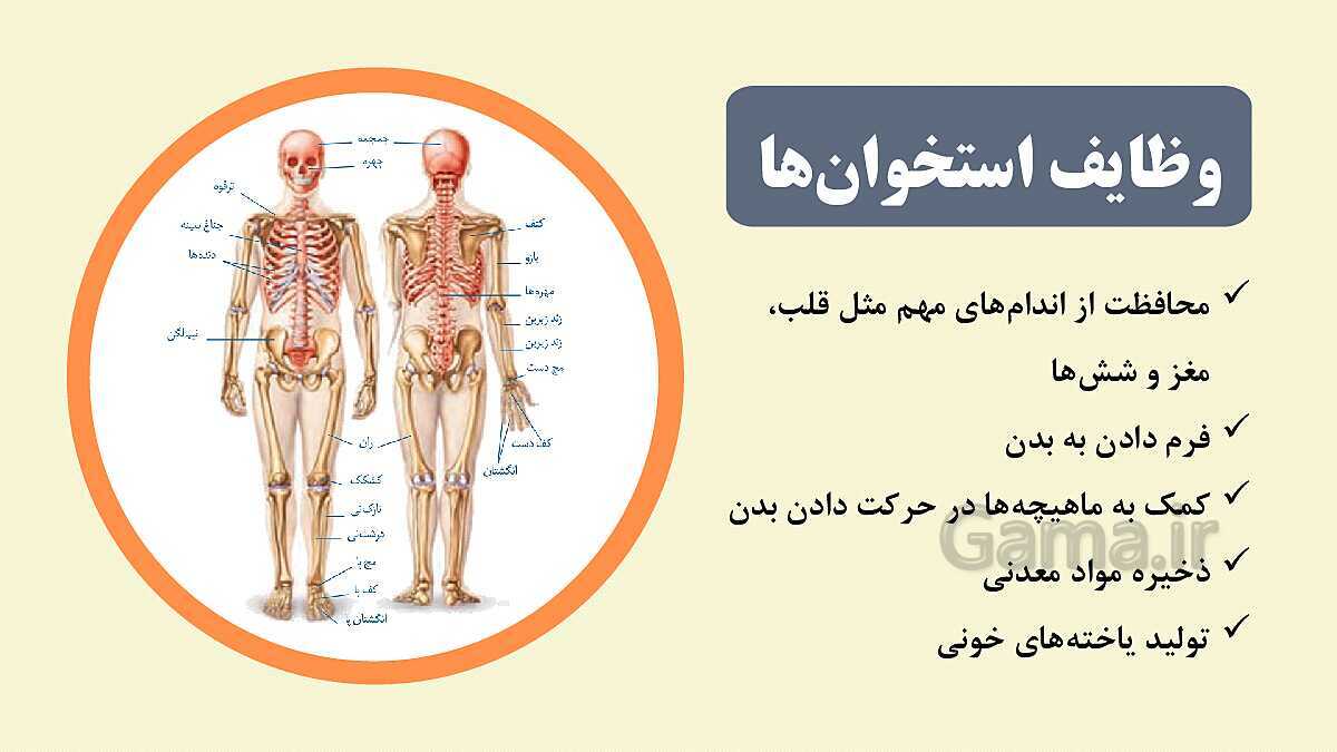 پاورپوینت آموزشی فصل 5: حس و حرکت | علوم هشتم- پیش نمایش