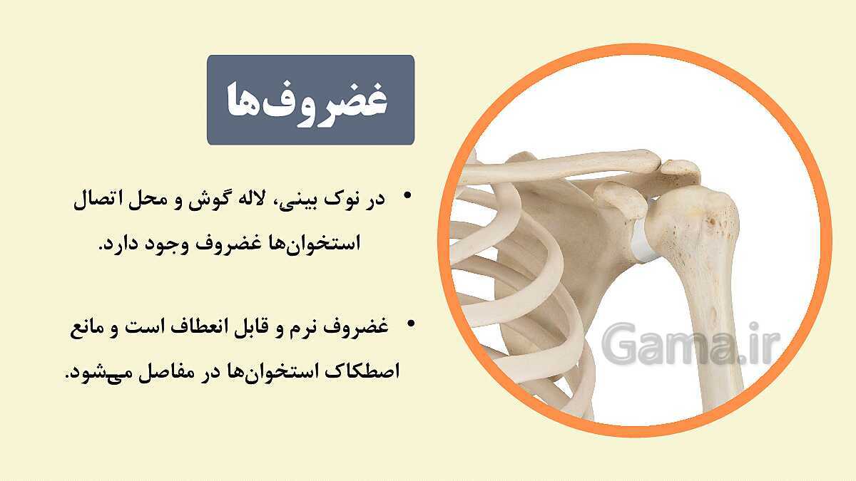 پاورپوینت آموزشی فصل 5: حس و حرکت | علوم هشتم- پیش نمایش