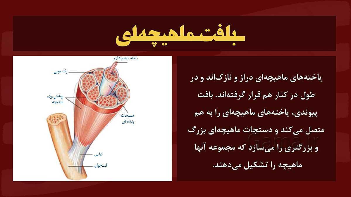 پاورپوینت آموزشی فصل 5: حس و حرکت | علوم هشتم- پیش نمایش