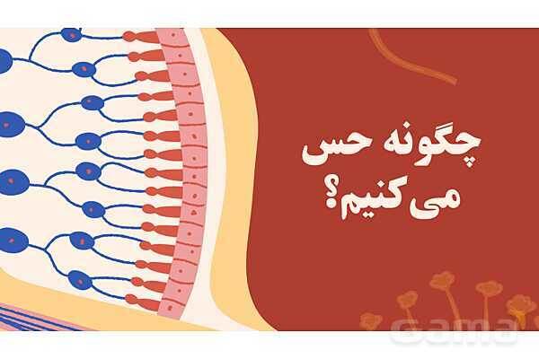 پاورپوینت آموزشی فصل 5: حس و حرکت | علوم هشتم- پیش نمایش