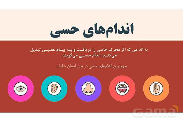 پاورپوینت آموزشی فصل 5: حس و حرکت | علوم هشتم- پیش نمایش