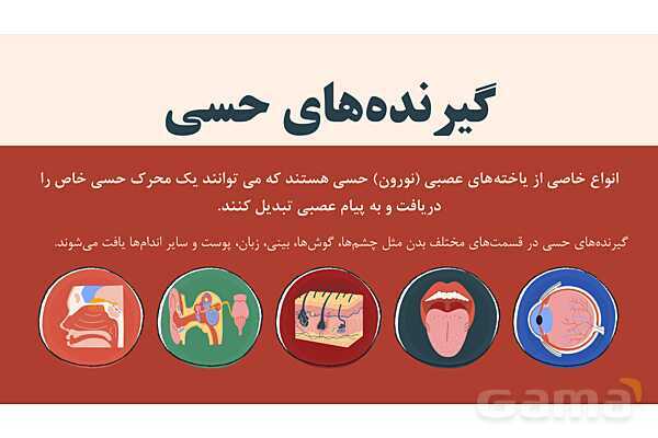 پاورپوینت آموزشی فصل 5: حس و حرکت | علوم هشتم- پیش نمایش