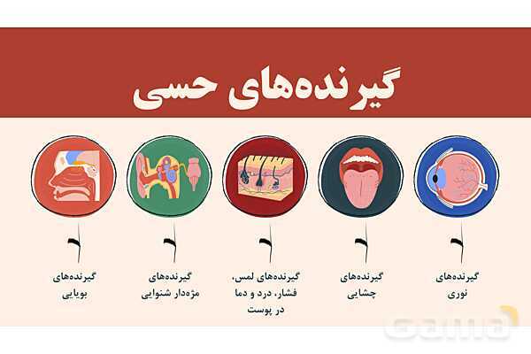 پاورپوینت آموزشی فصل 5: حس و حرکت | علوم هشتم- پیش نمایش