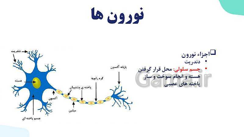 آموزش گفتار 1 فصل اول: یاخته‌های بافت عصبی | زیست شناسی یازدهم - پیش نمایش