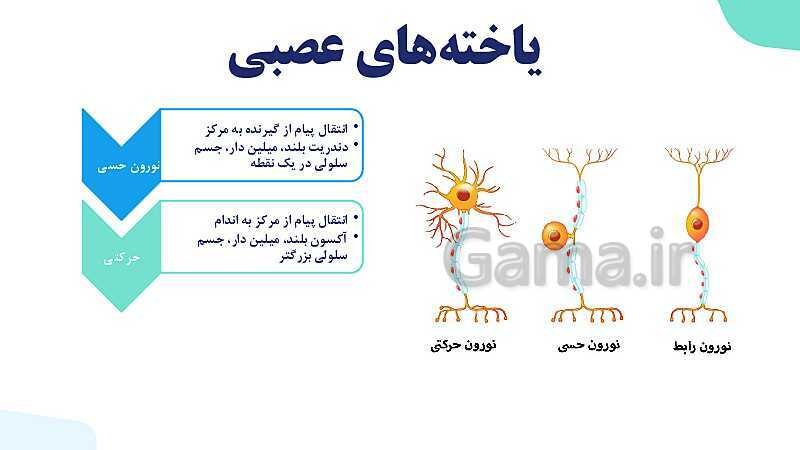 آموزش گفتار 1 فصل اول: یاخته‌های بافت عصبی | زیست شناسی یازدهم - پیش نمایش