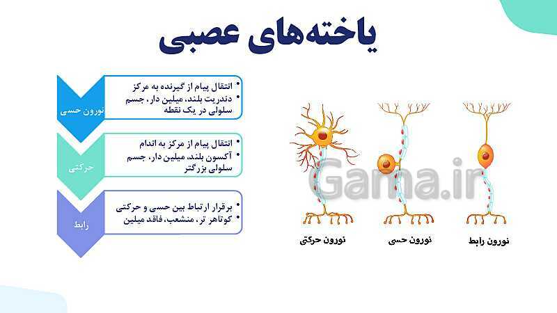 آموزش گفتار 1 فصل اول: یاخته‌های بافت عصبی | زیست شناسی یازدهم - پیش نمایش