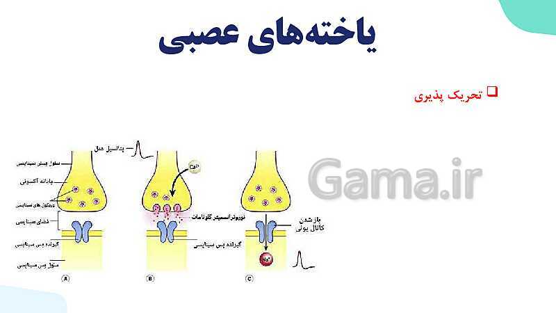 آموزش گفتار 1 فصل اول: یاخته‌های بافت عصبی | زیست شناسی یازدهم - پیش نمایش