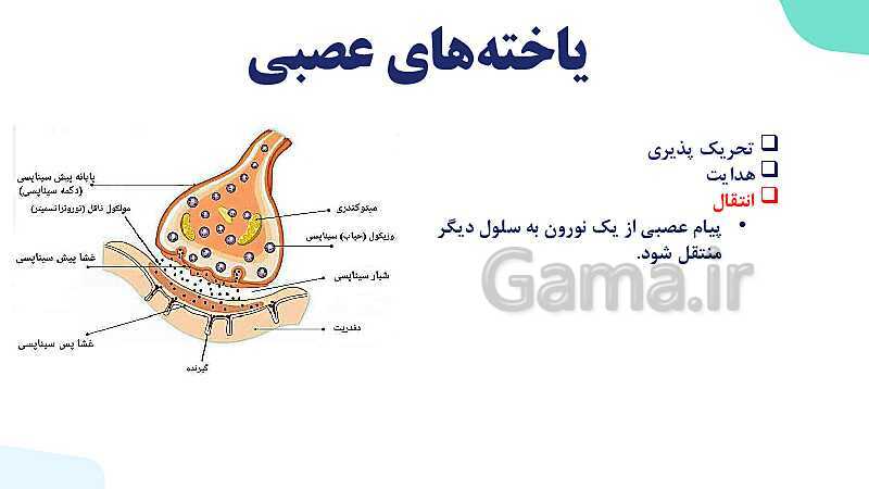 آموزش گفتار 1 فصل اول: یاخته‌های بافت عصبی | زیست شناسی یازدهم - پیش نمایش