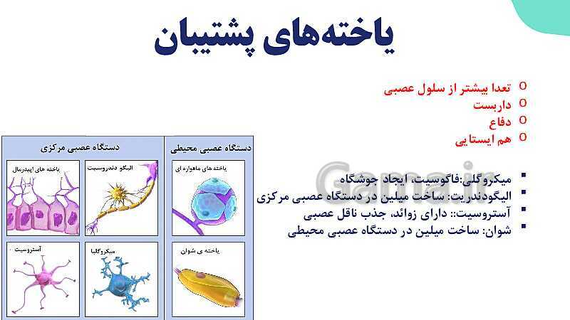 آموزش گفتار 1 فصل اول: یاخته‌های بافت عصبی | زیست شناسی یازدهم - پیش نمایش