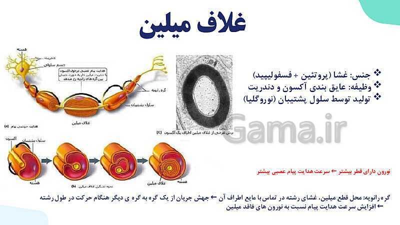 آموزش گفتار 1 فصل اول: یاخته‌های بافت عصبی | زیست شناسی یازدهم - پیش نمایش