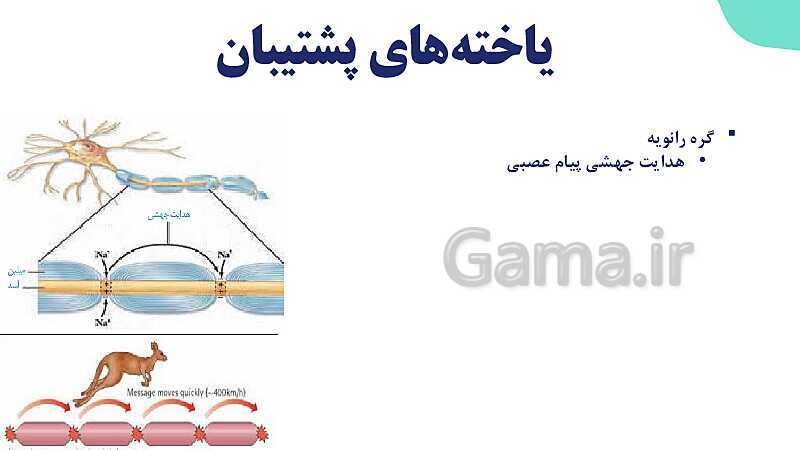 آموزش گفتار 1 فصل اول: یاخته‌های بافت عصبی | زیست شناسی یازدهم - پیش نمایش