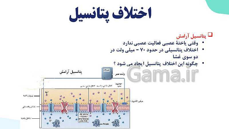 آموزش گفتار 1 فصل اول: یاخته‌های بافت عصبی | زیست شناسی یازدهم - پیش نمایش