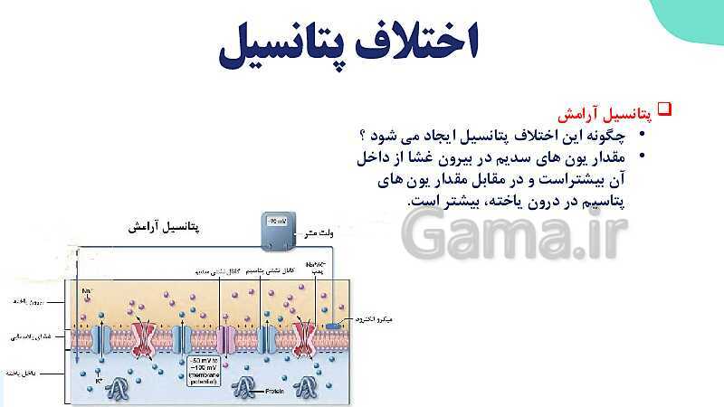 آموزش گفتار 1 فصل اول: یاخته‌های بافت عصبی | زیست شناسی یازدهم - پیش نمایش