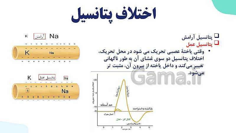 آموزش گفتار 1 فصل اول: یاخته‌های بافت عصبی | زیست شناسی یازدهم - پیش نمایش