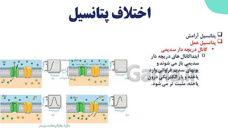 آموزش گفتار 1 فصل اول: یاخته‌های بافت عصبی | زیست شناسی یازدهم - پیش نمایش