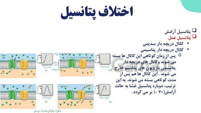 آموزش گفتار 1 فصل اول: یاخته‌های بافت عصبی | زیست شناسی یازدهم - پیش نمایش