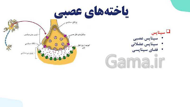 آموزش گفتار 1 فصل اول: یاخته‌های بافت عصبی | زیست شناسی یازدهم - پیش نمایش