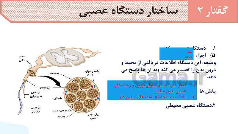 آموزش گفتار 2 فصل اول: ساختار دستگاه عصبی | زیست شناسی یازدهم - پیش نمایش