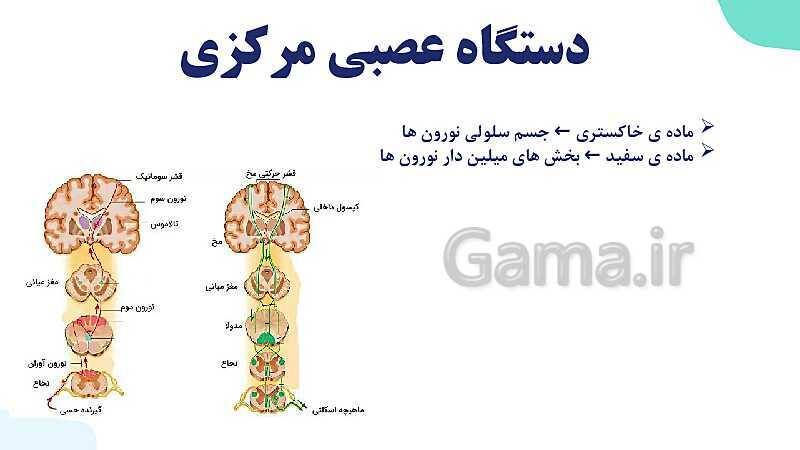 آموزش گفتار 2 فصل اول: ساختار دستگاه عصبی | زیست شناسی یازدهم - پیش نمایش