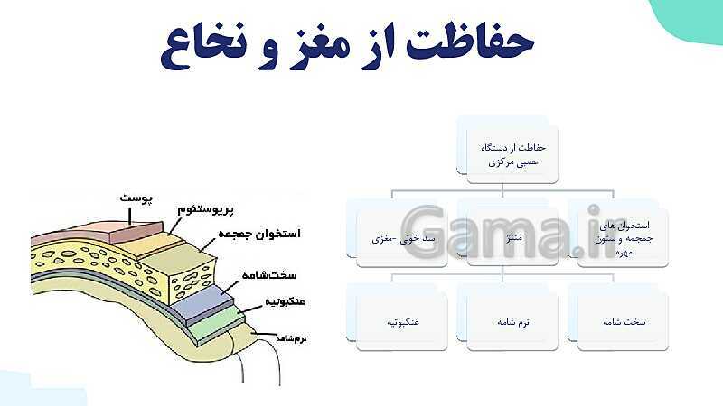 آموزش گفتار 2 فصل اول: ساختار دستگاه عصبی | زیست شناسی یازدهم - پیش نمایش