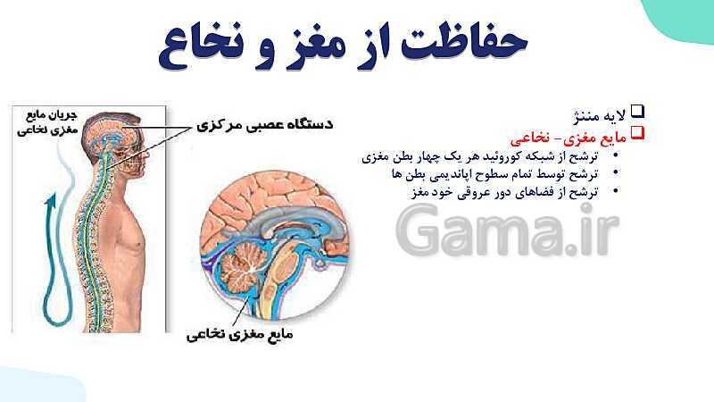 آموزش گفتار 2 فصل اول: ساختار دستگاه عصبی | زیست شناسی یازدهم - پیش نمایش