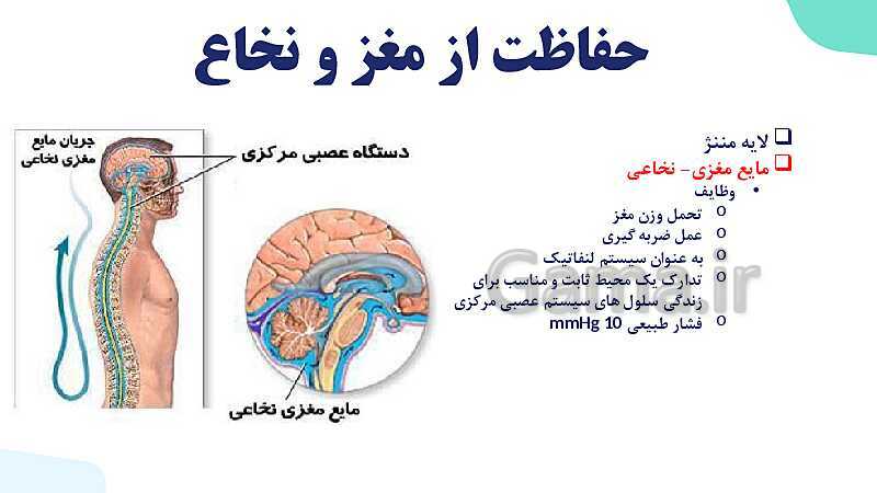 آموزش گفتار 2 فصل اول: ساختار دستگاه عصبی | زیست شناسی یازدهم - پیش نمایش