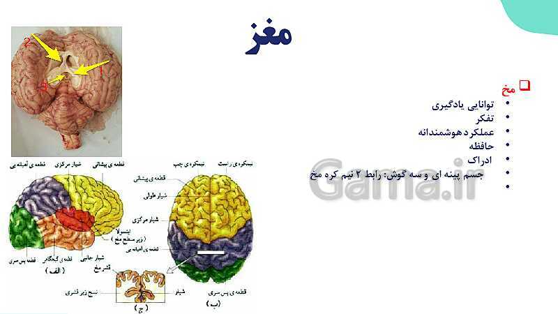 آموزش گفتار 2 فصل اول: ساختار دستگاه عصبی | زیست شناسی یازدهم - پیش نمایش