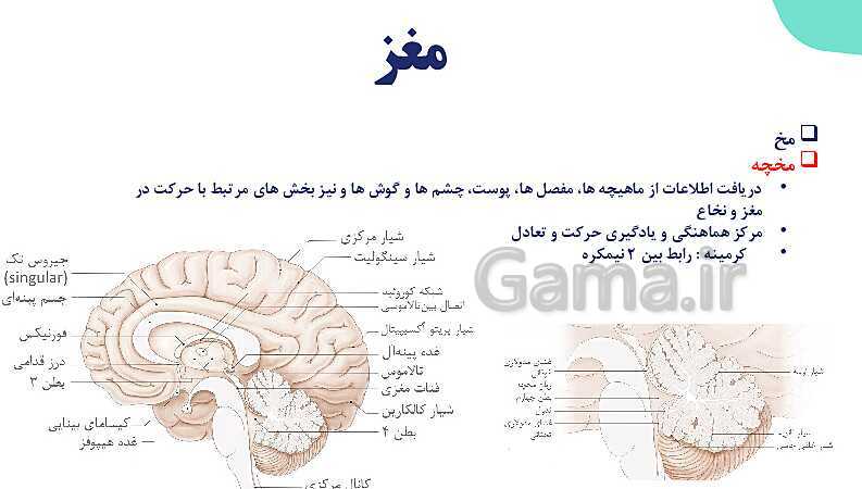 آموزش گفتار 2 فصل اول: ساختار دستگاه عصبی | زیست شناسی یازدهم - پیش نمایش