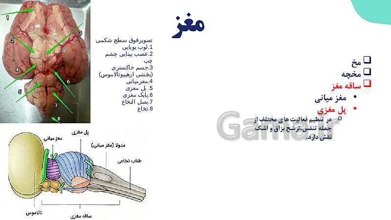 آموزش گفتار 2 فصل اول: ساختار دستگاه عصبی | زیست شناسی یازدهم - پیش نمایش