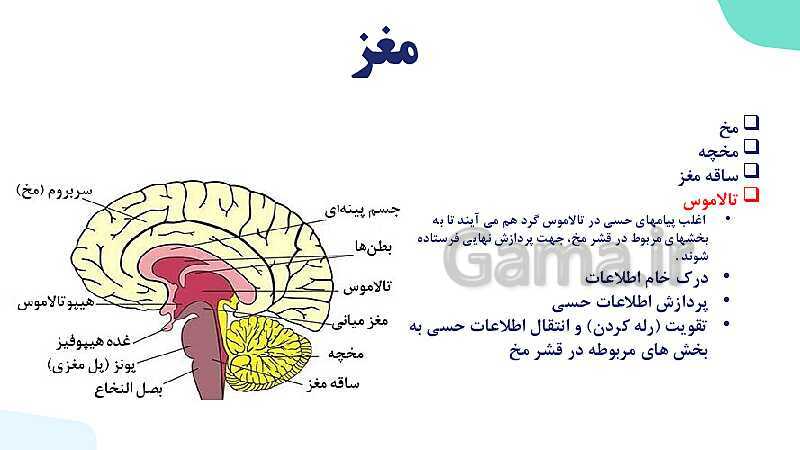 آموزش گفتار 2 فصل اول: ساختار دستگاه عصبی | زیست شناسی یازدهم - پیش نمایش