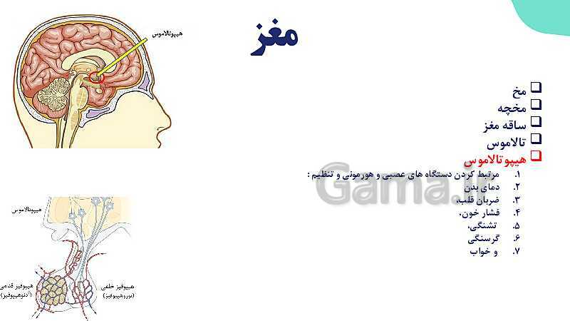 آموزش گفتار 2 فصل اول: ساختار دستگاه عصبی | زیست شناسی یازدهم - پیش نمایش