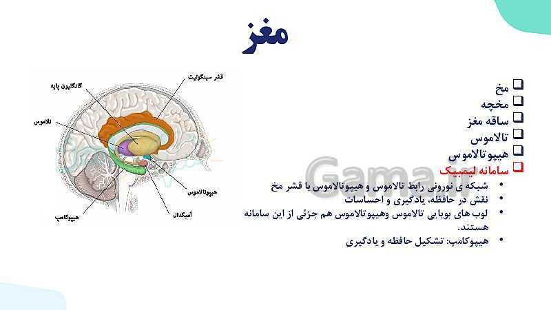 آموزش گفتار 2 فصل اول: ساختار دستگاه عصبی | زیست شناسی یازدهم - پیش نمایش