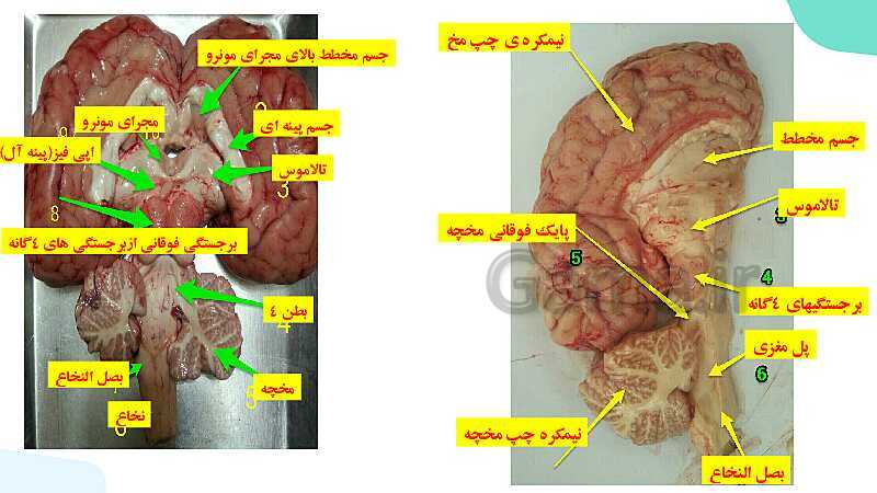 آموزش گفتار 2 فصل اول: ساختار دستگاه عصبی | زیست شناسی یازدهم - پیش نمایش