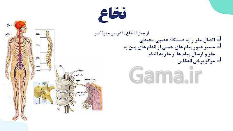 آموزش گفتار 2 فصل اول: ساختار دستگاه عصبی | زیست شناسی یازدهم - پیش نمایش